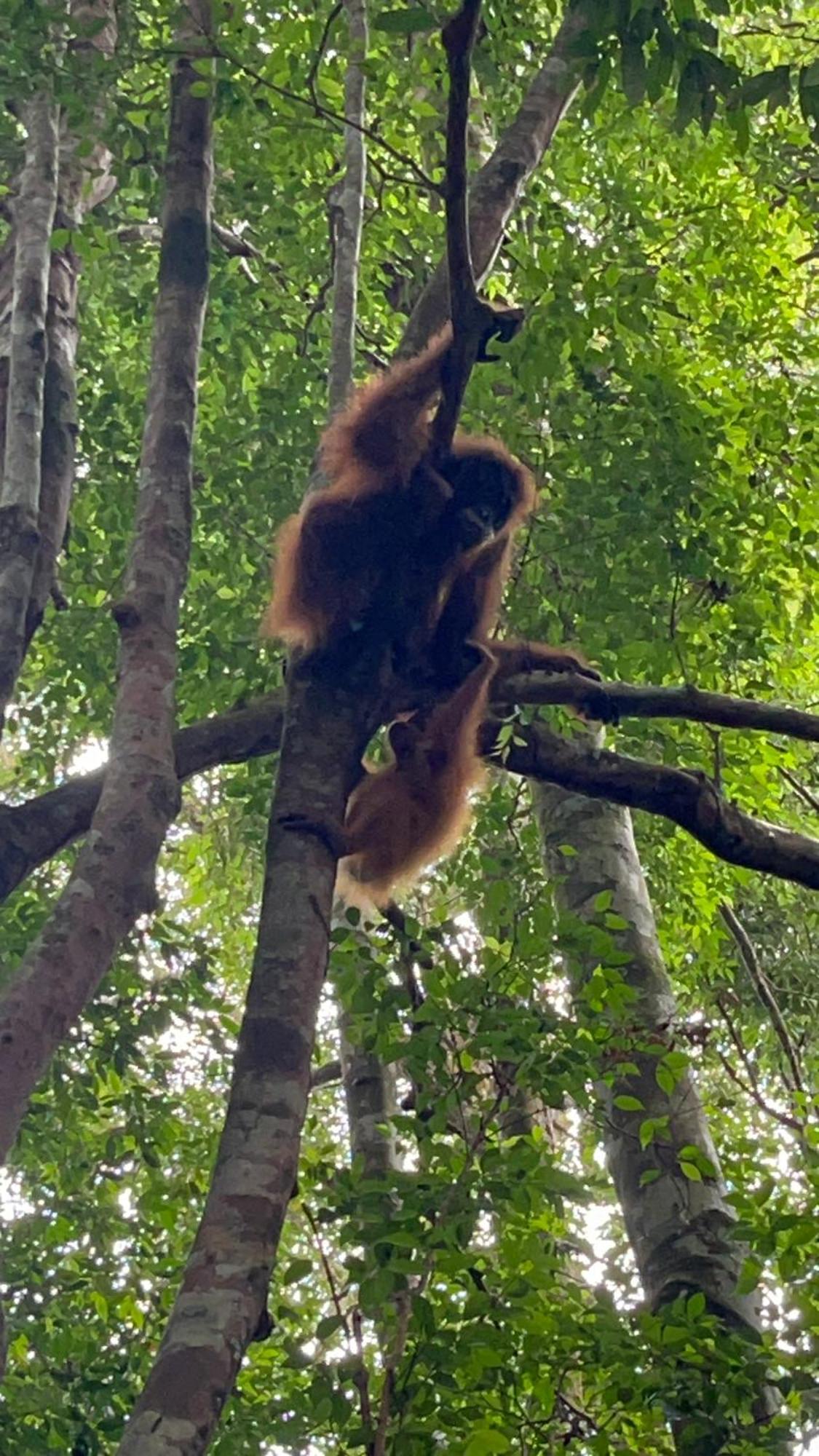 Ridho'S Homestay & Jungle Trekking Bukit Lawang Dış mekan fotoğraf