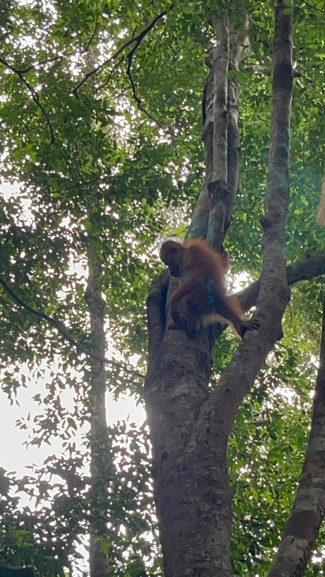 Ridho'S Homestay & Jungle Trekking Bukit Lawang Dış mekan fotoğraf