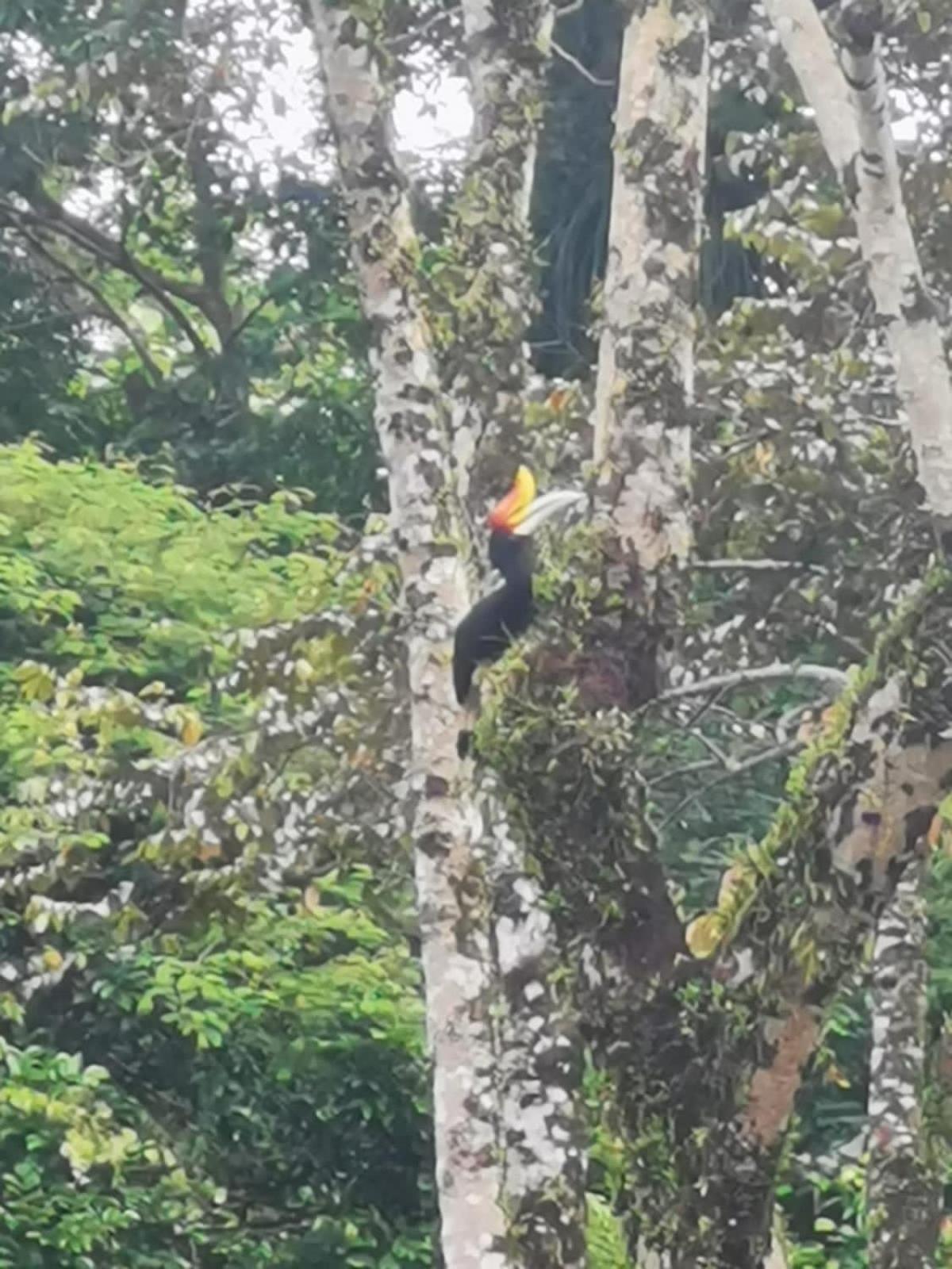 Ridho'S Homestay & Jungle Trekking Bukit Lawang Dış mekan fotoğraf